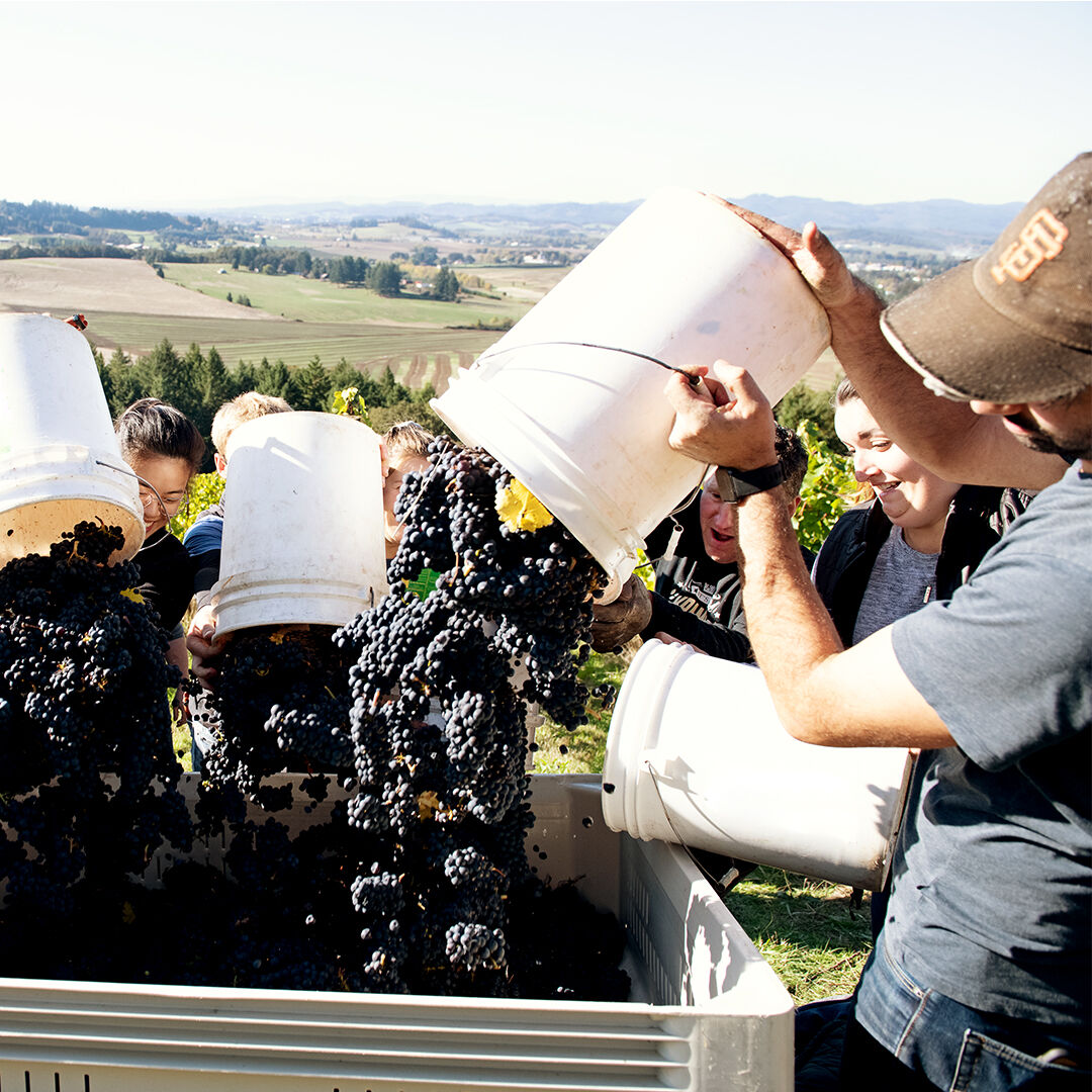WillaKenzie Estate winegrowing team pouring grapes during harvest.